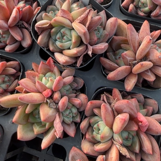 225红酒香槟多肉植物多