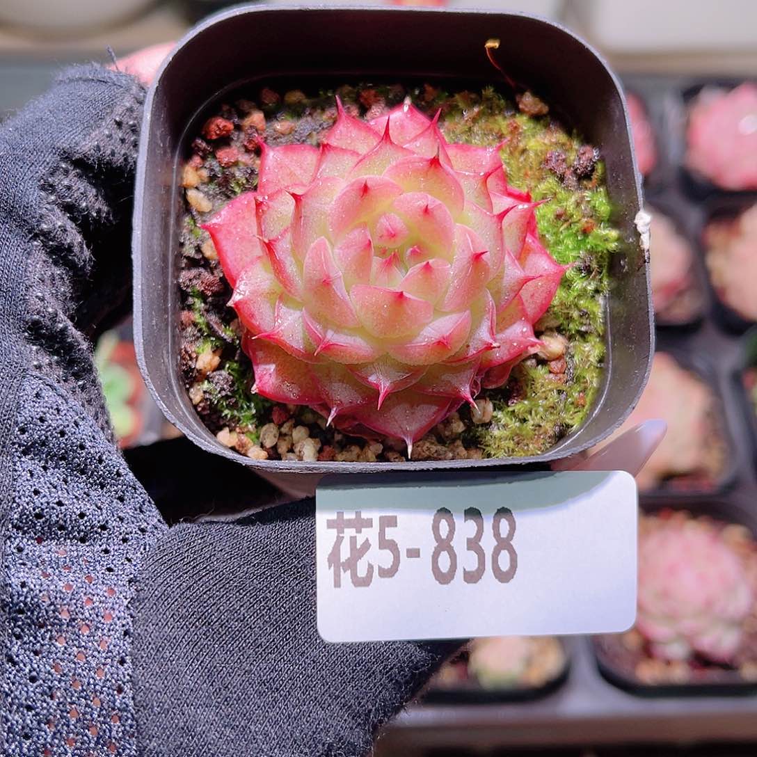 花利美5-838海王