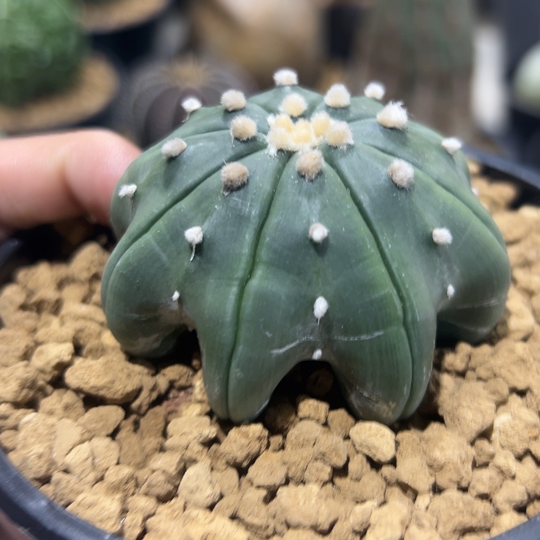 完全开放海星兜ggggg