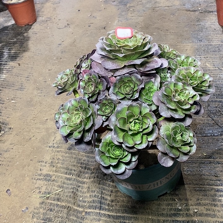 22，魅金玫瑰多肉法师多肉法师