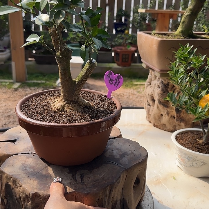 星***童直播间八房柑一物一拍