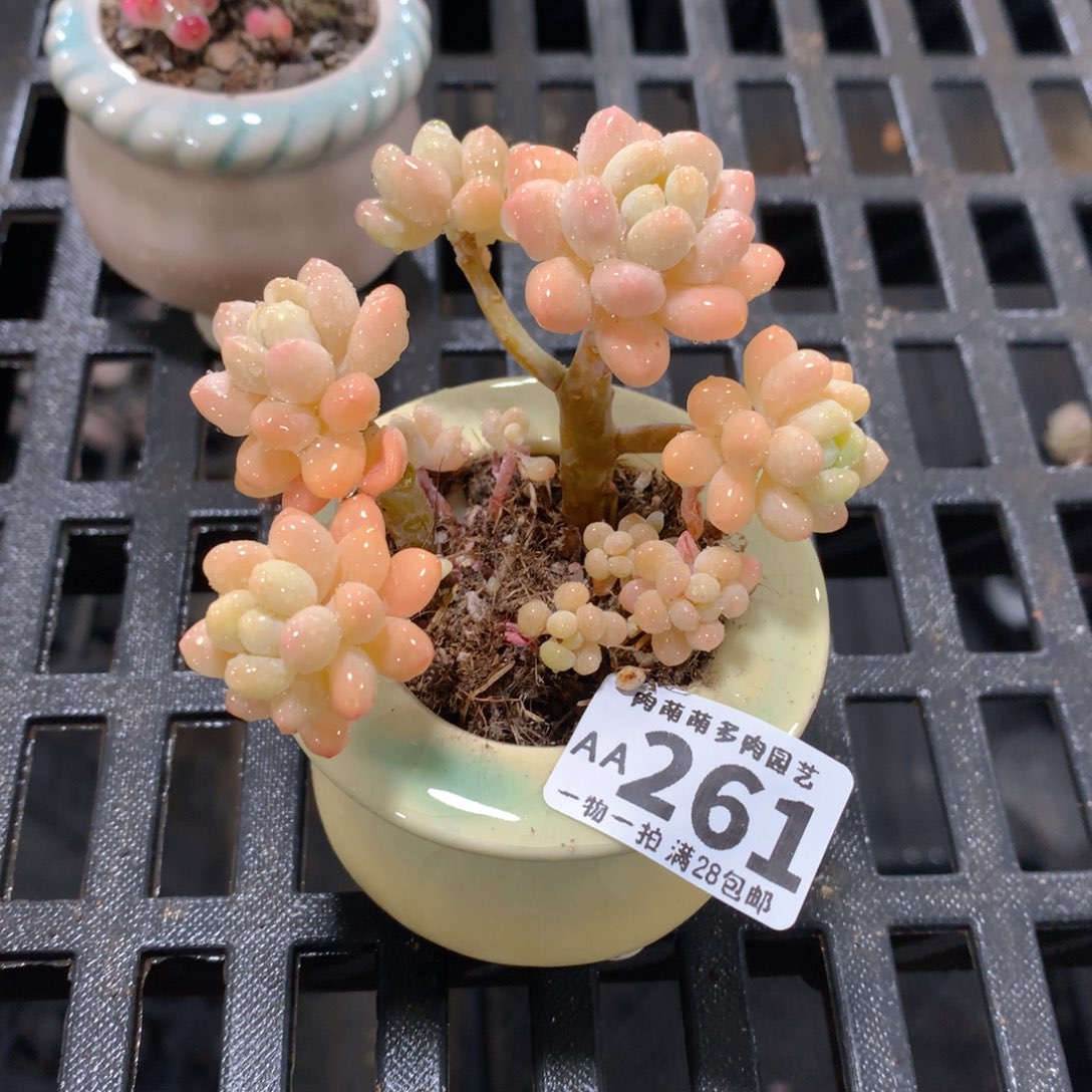 肉萌萌拇指盆精控多肉AA261