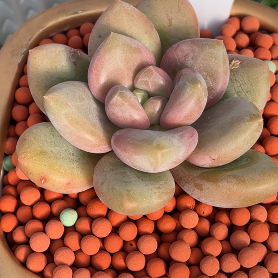 暗纹x系你肉多肉植物616