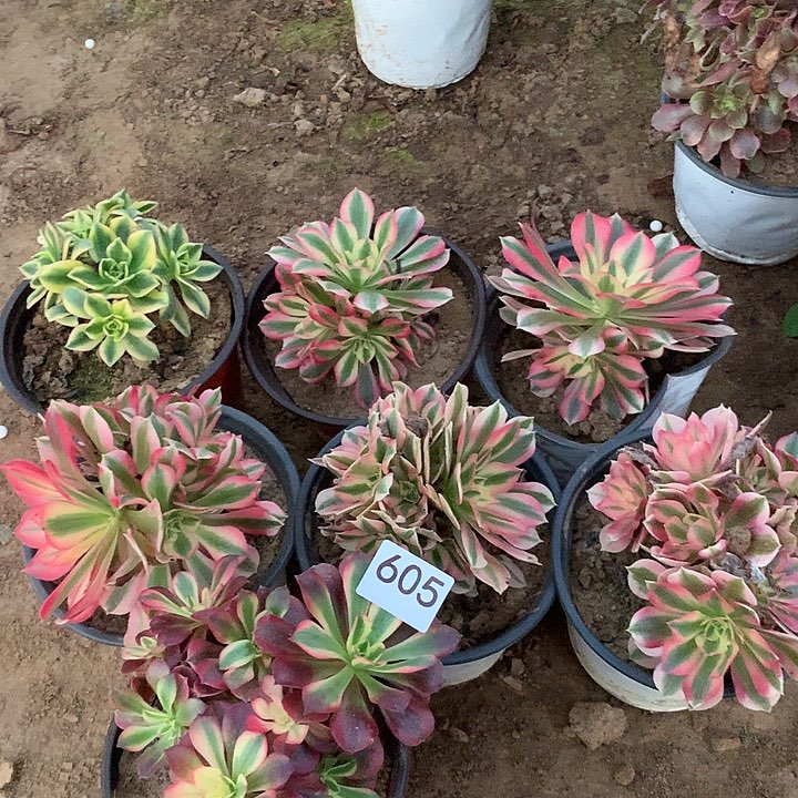 无花朵605七棵多肉植物南