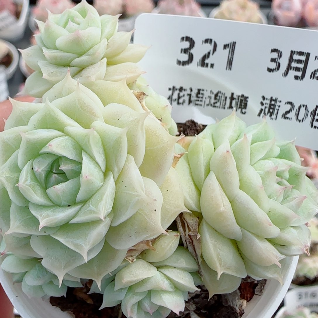 花语逸镜0326-321散