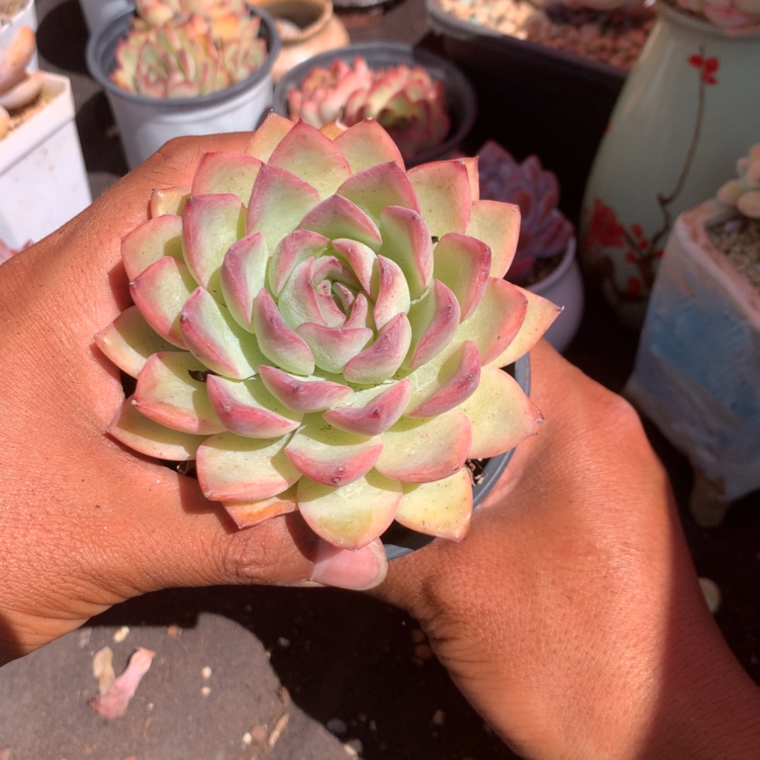 人工增水系统在国内已经应用