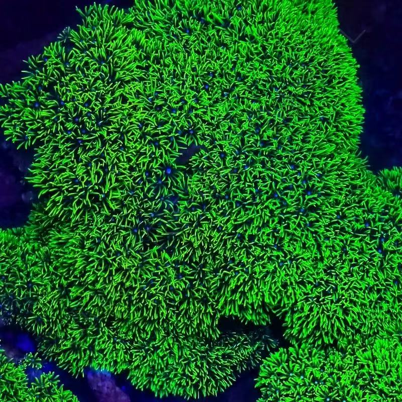 荧光绿草皮珊瑚海缸海水！软体新手皮实好养