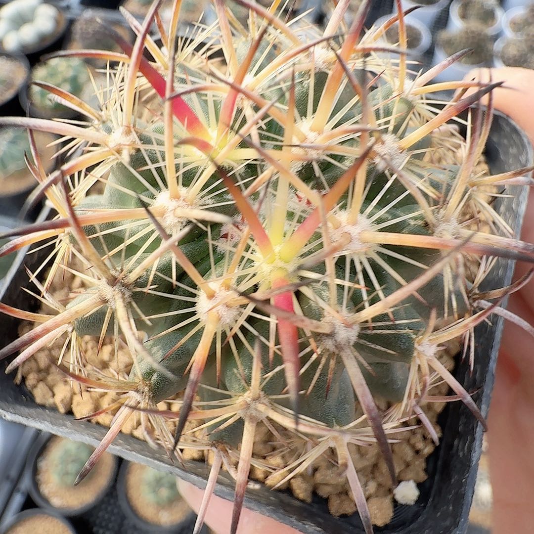 实生琥爪玉脱土发货