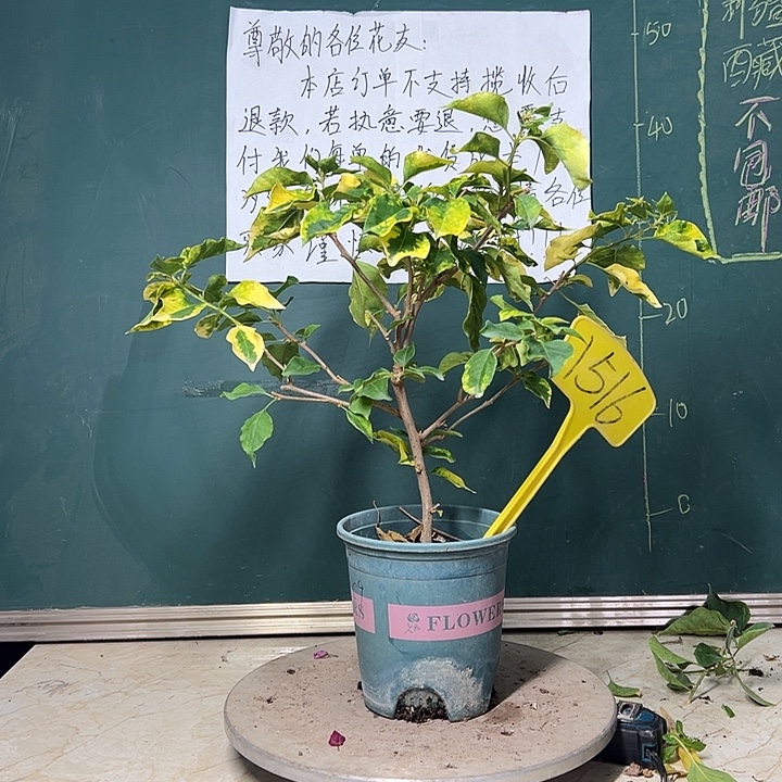 全部花苞 橙九月  1516