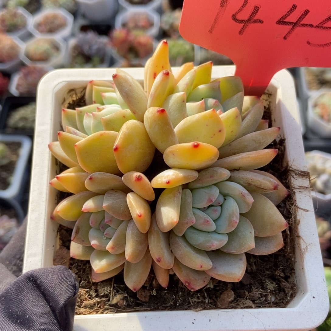 1445星影多肉植物保护