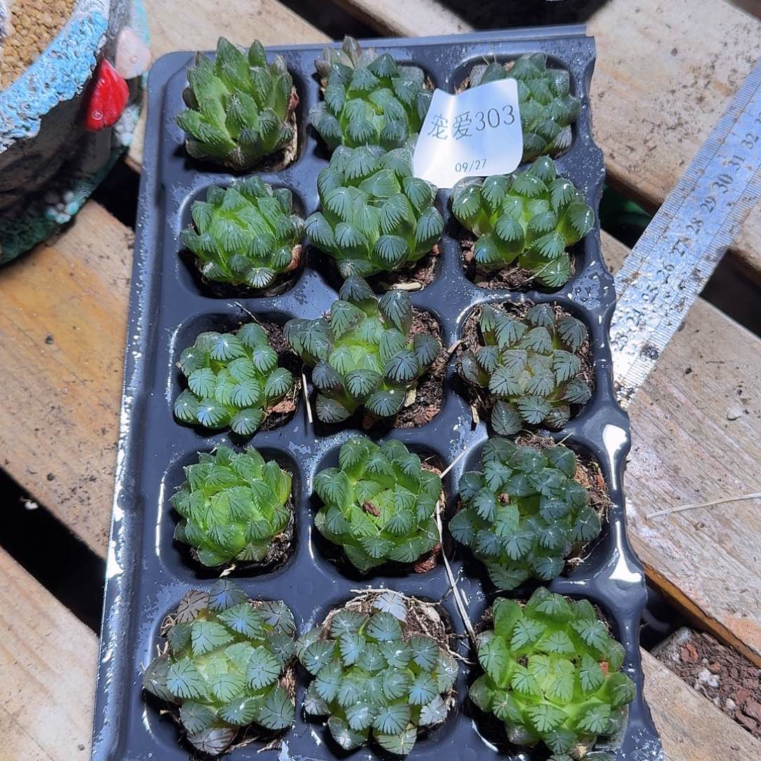直播福利一物一拍303