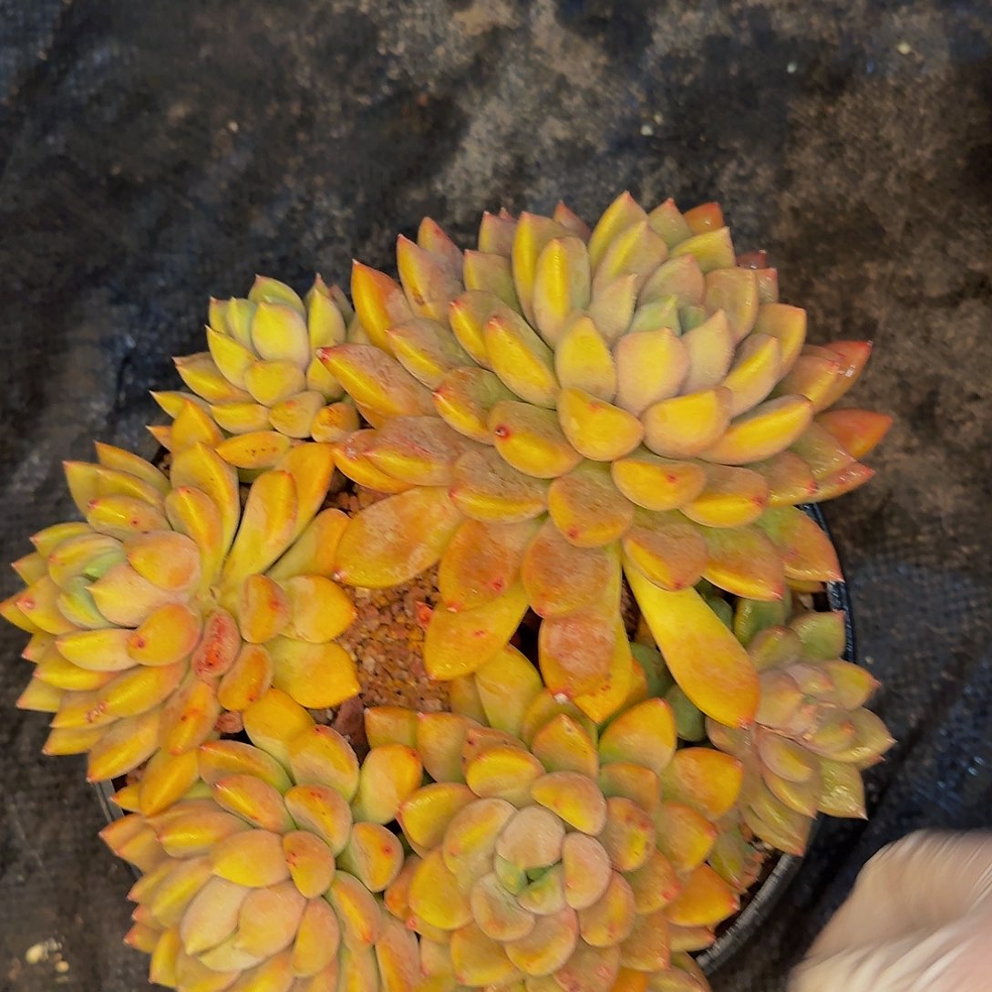 爽****?呃哦哦哦哦哦哦哦哦哦哦哦哦