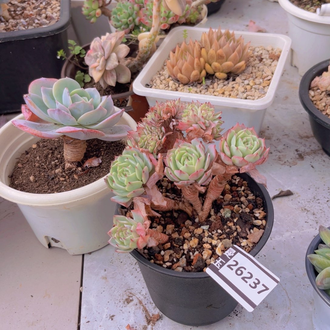 路西缀多肉植物26237