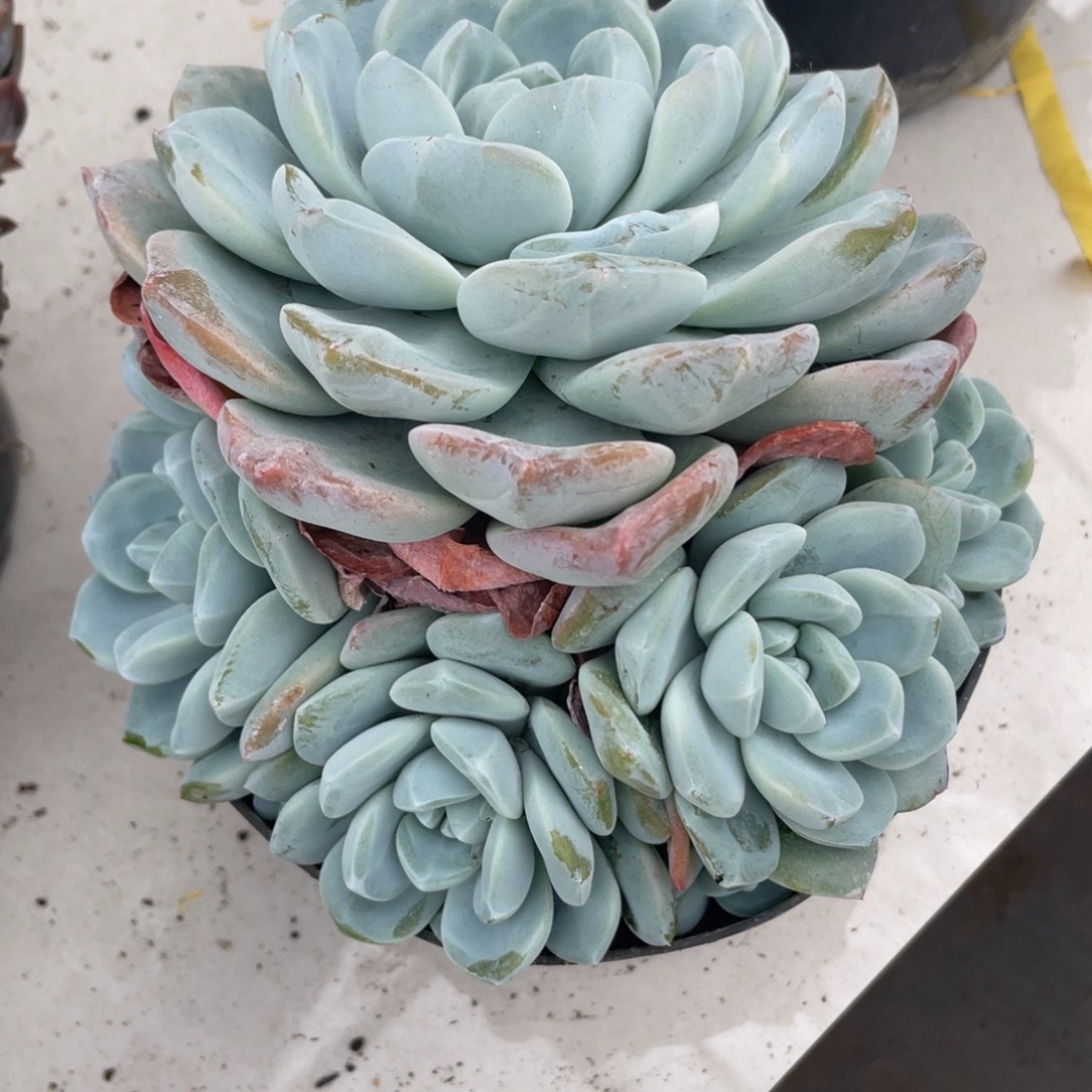 不***°382冰玉群生多肉植物一物一拍