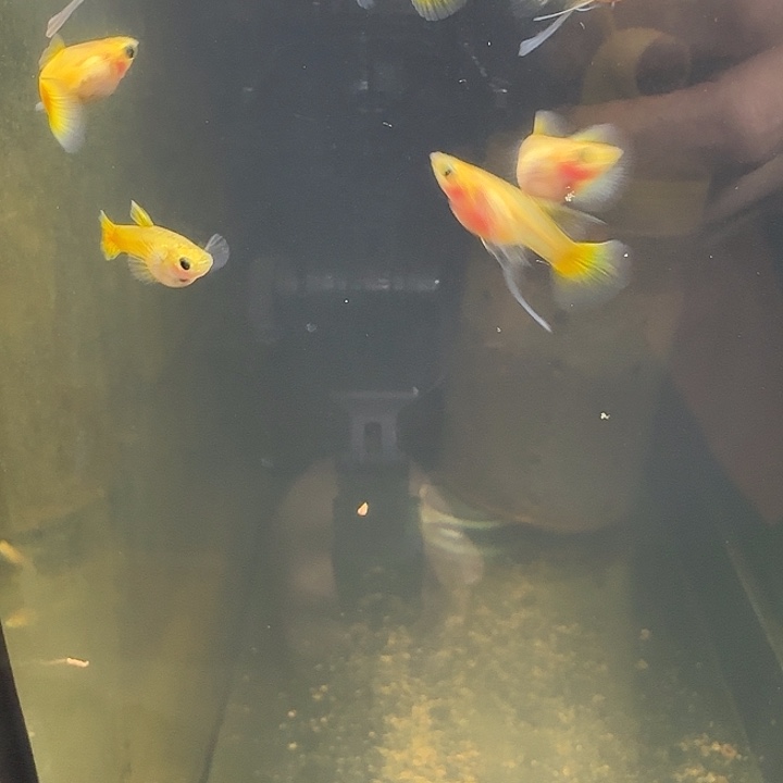 孔雀鱼黄金玻璃猫一组