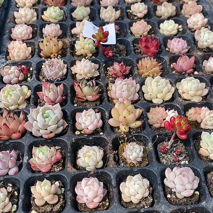 79 多肉植物盆栽花卉植物