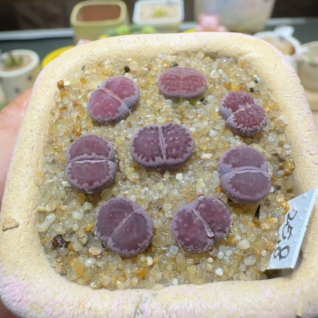 红陶蘑菇332紫饼