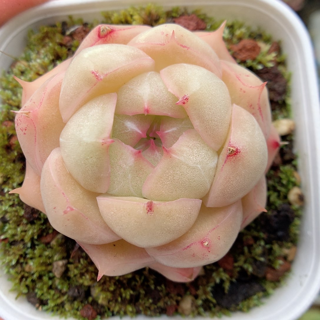 S127 ，20包邮两天凑单偏远不发货