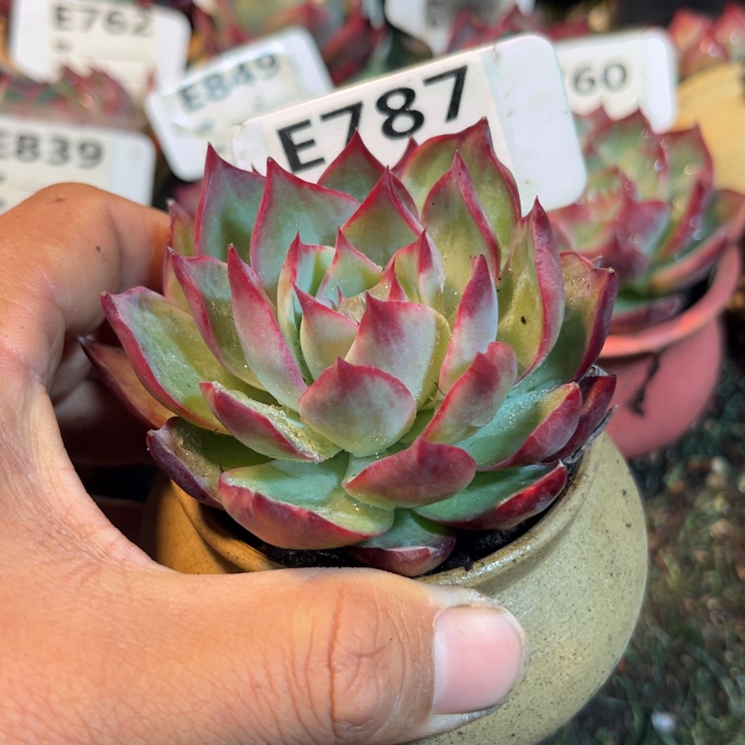 惊鸿一瞥787号多肉