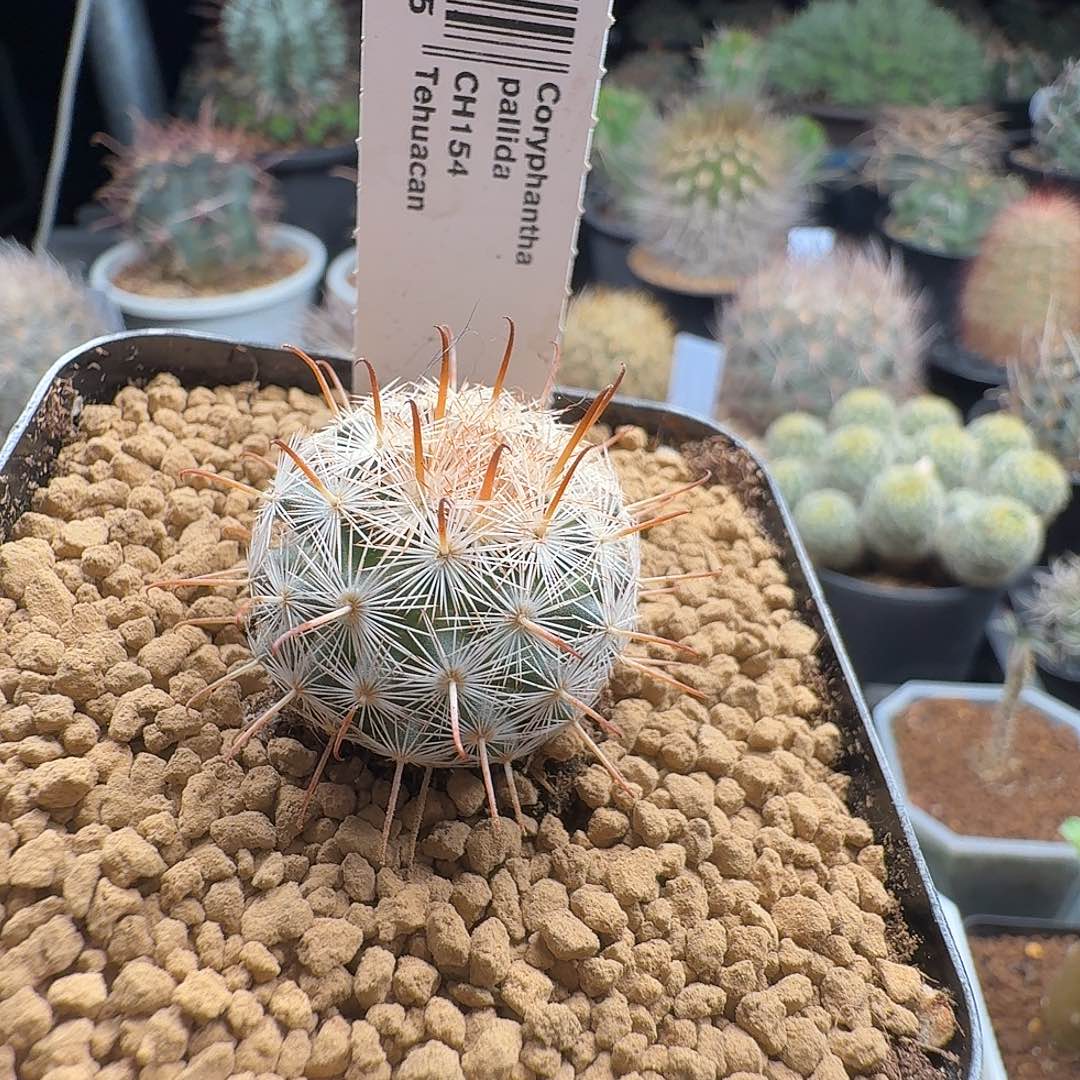 实生苍白旗脱土发货