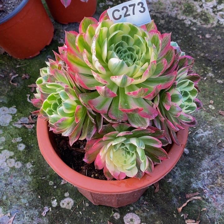 海王多肉植物273