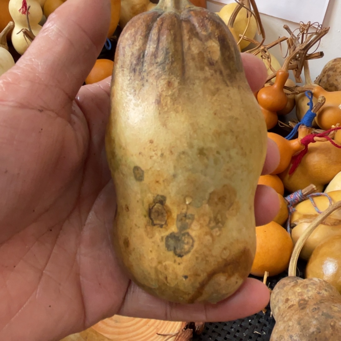 家***金葫芦葫哈哈哈哈哈哈哈哈