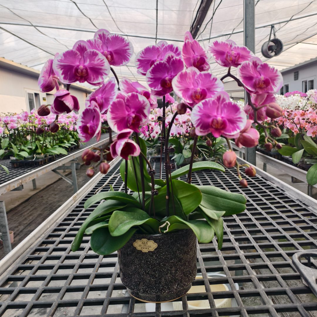 A18【炫丽之光】蝴蝶兰带花苞基地直发.室内花.花期长.年花