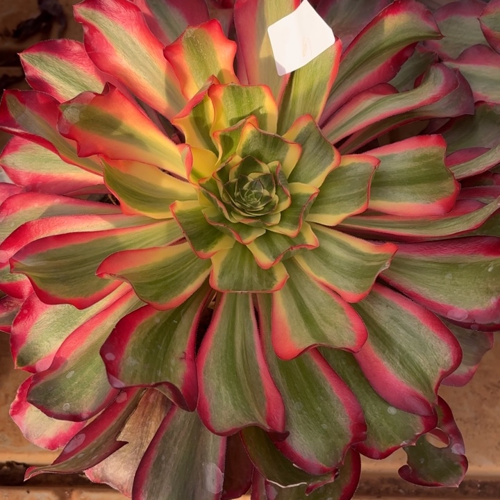 云南红魔女好看61hq