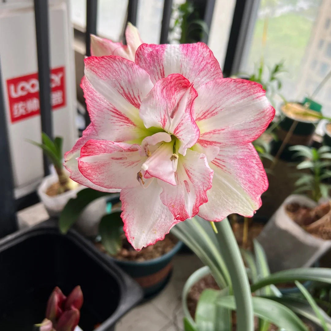 朱顶红 仙女米德 包对版