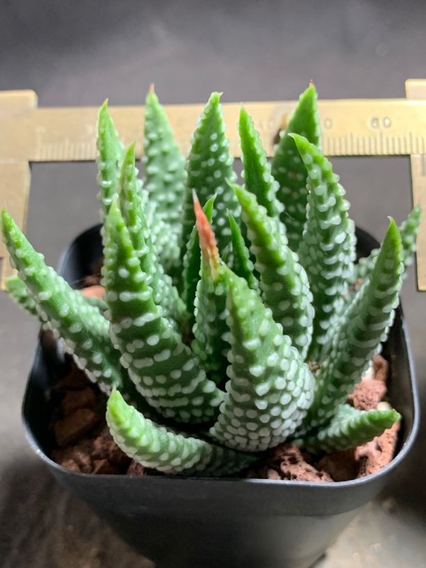 17  实生前型密尤地上星 一物一拍包邮非偏远