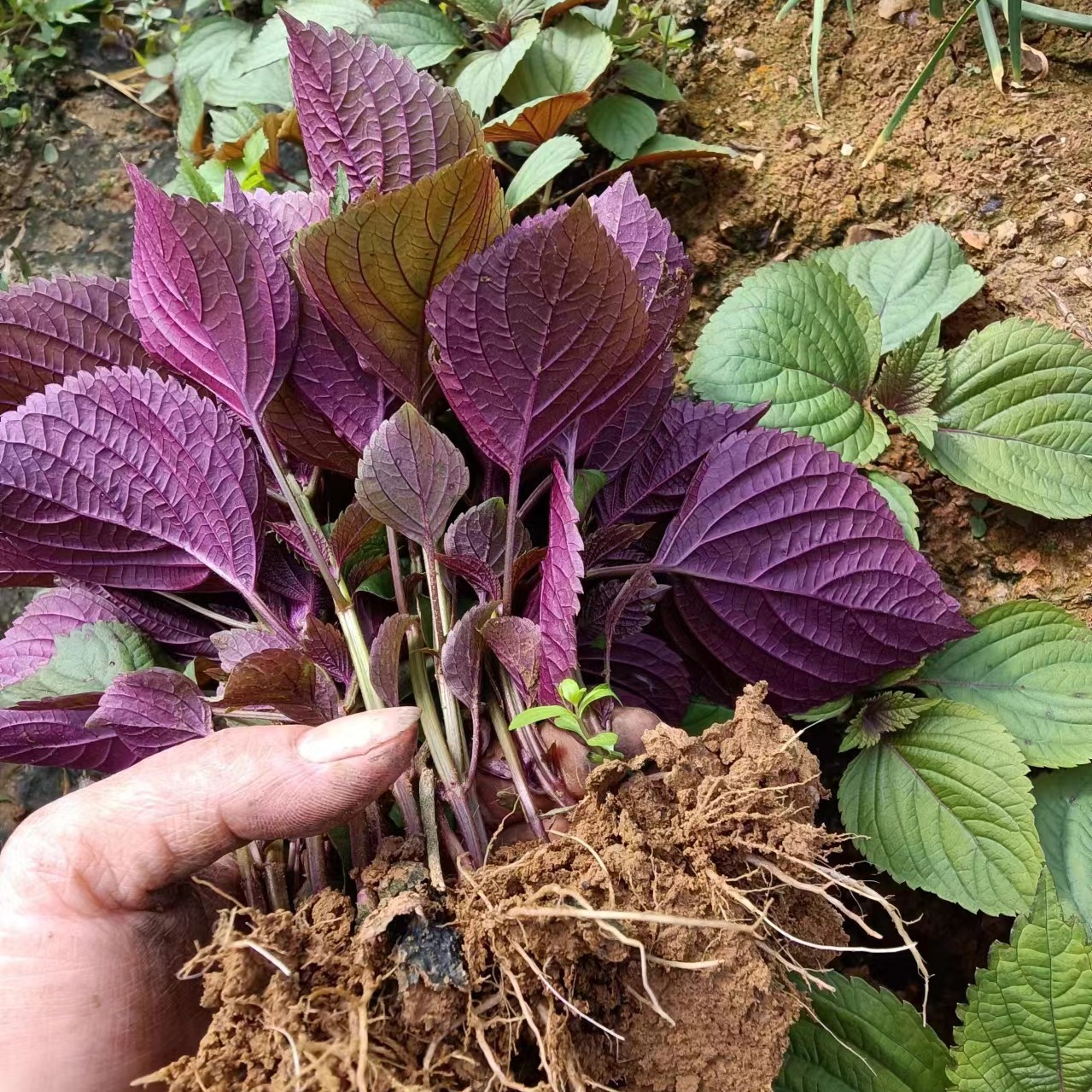 紫苏苗带原土发货好养活叶广西农家直供去腥提香食用紫苏叶新鲜