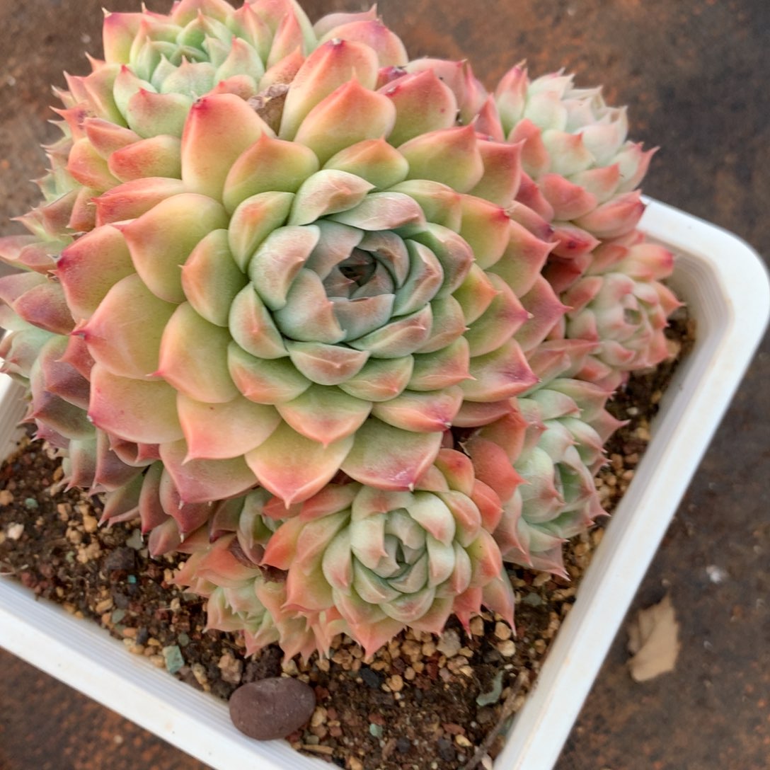 4415杂交精品基地12厘米