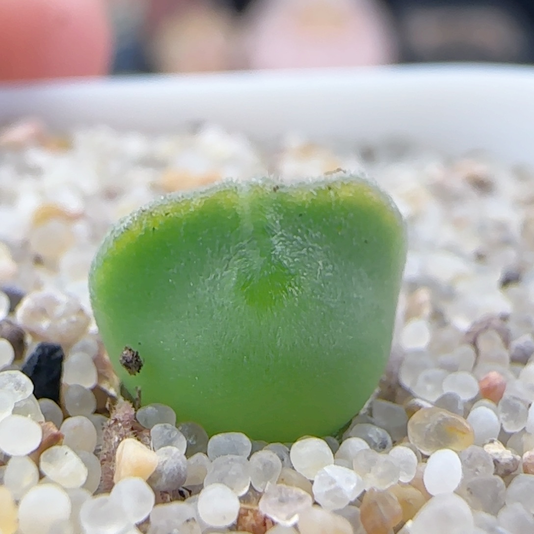 2.25.40/猫耳空蝉