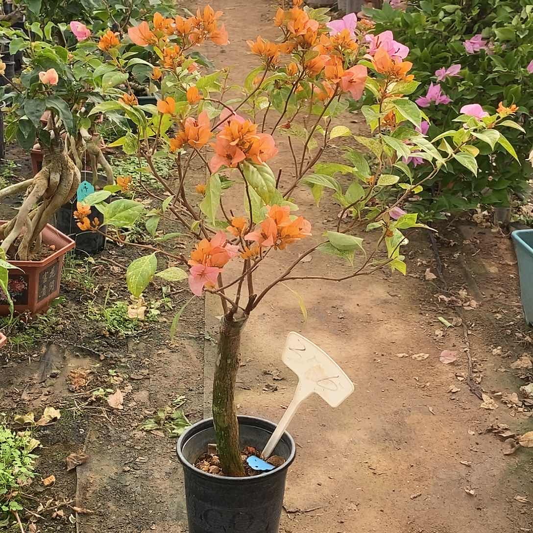 大部分开放少量花苞沙斑女郎356