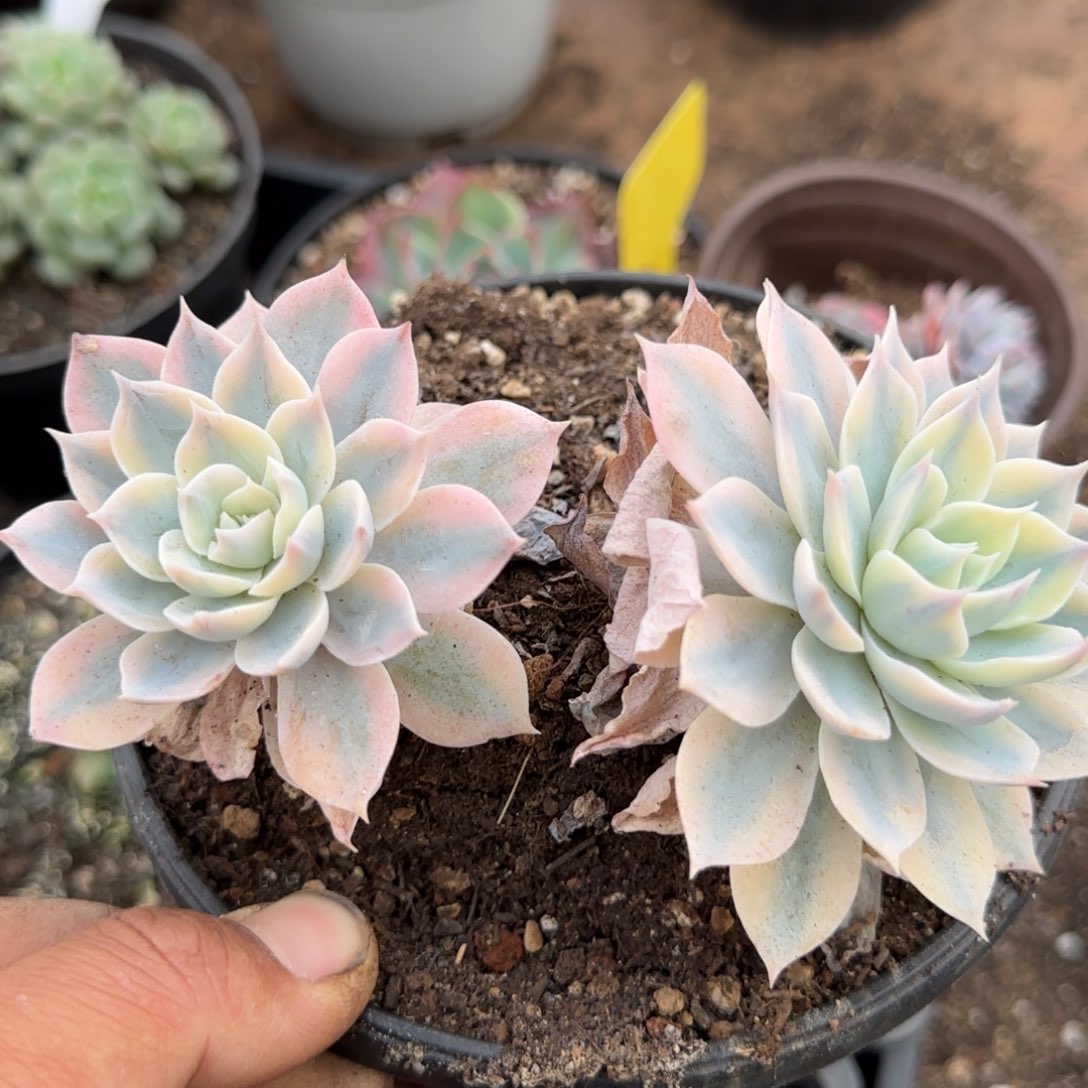 皮试锦一物一拍包装收缩花旱