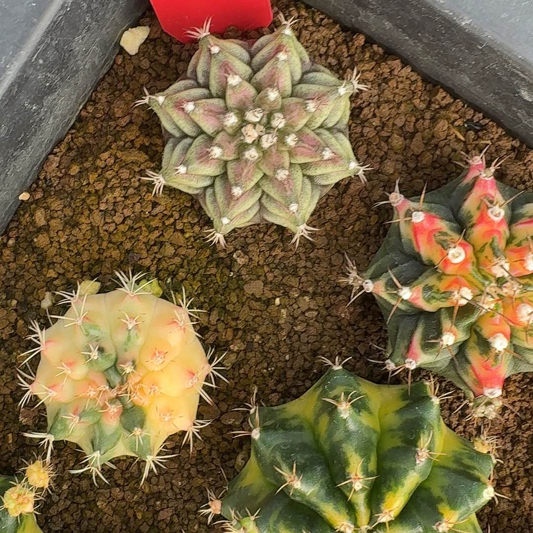 L545-1121广东发货