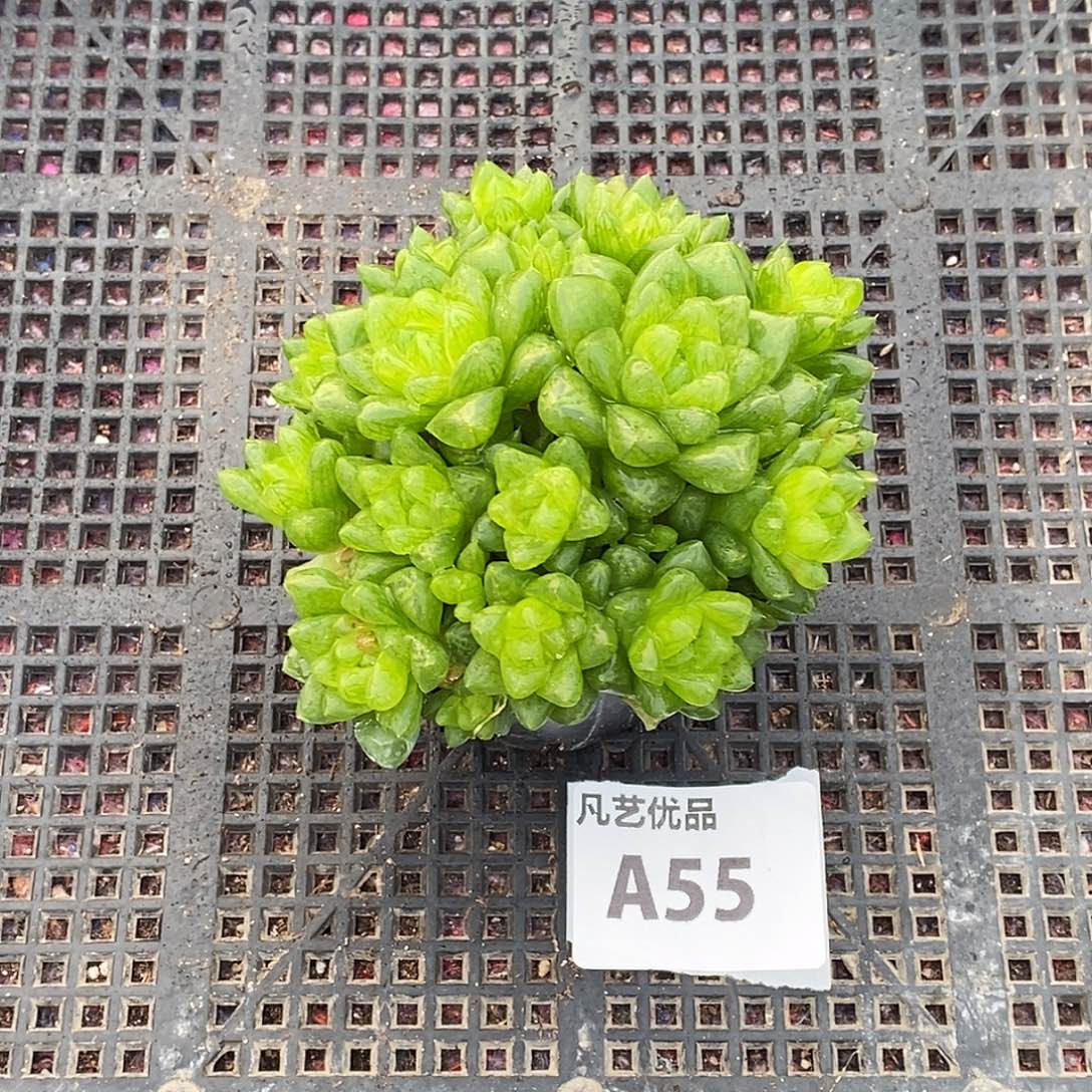 A55 精品多肉一物一拍