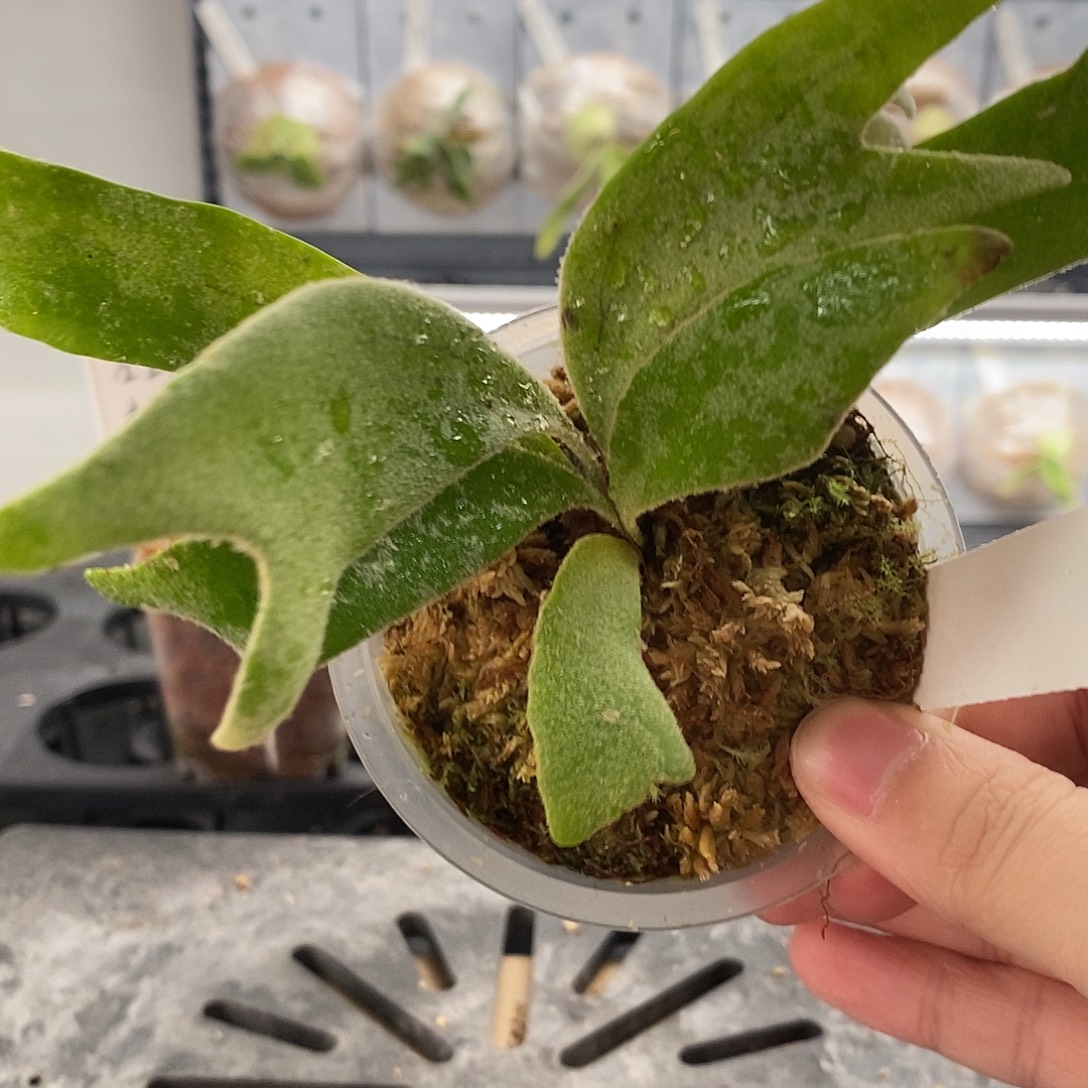 无花朵侏儒塔苏塔鹿角蕨