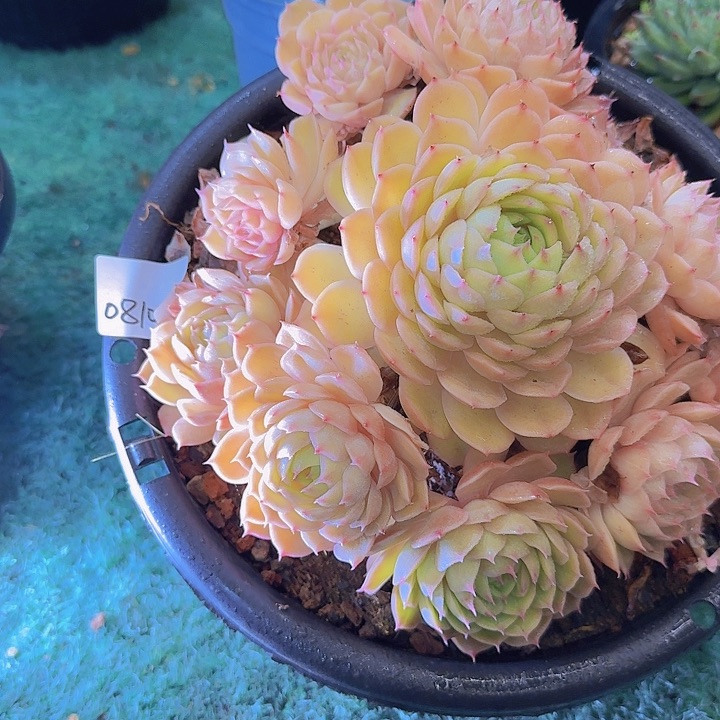 08108昂斯诺多肉植物