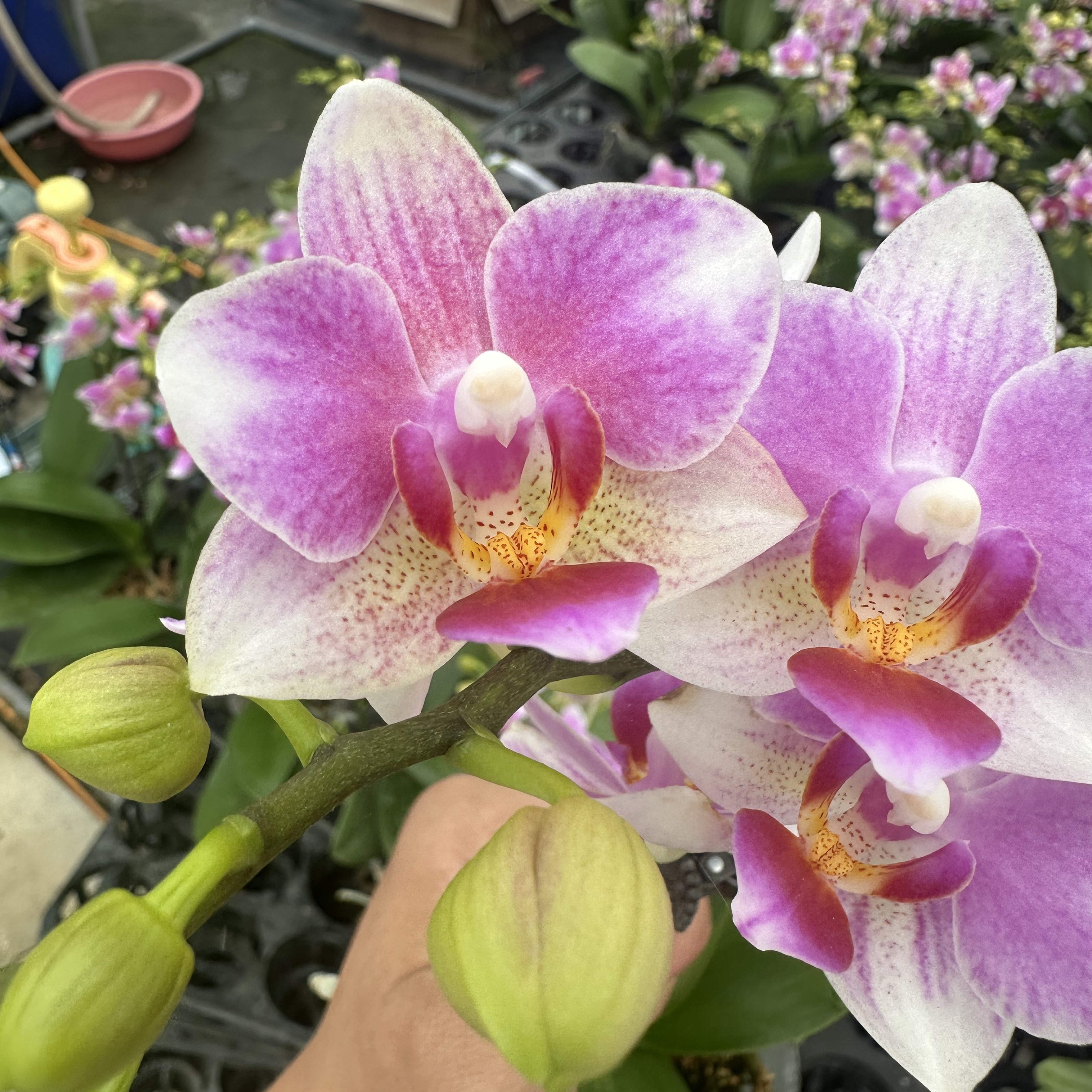 兰屿LYSLAND【樱桃小丸子】蝴蝶兰鲜花盆栽