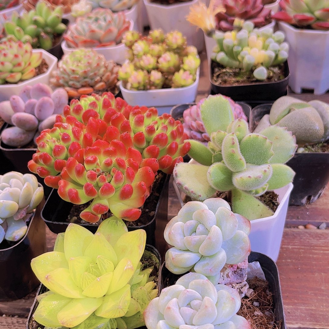 如图4盆11111111111111122111