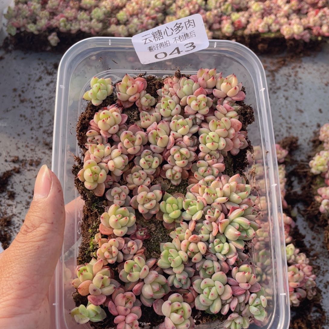 云糖心多肉植物43