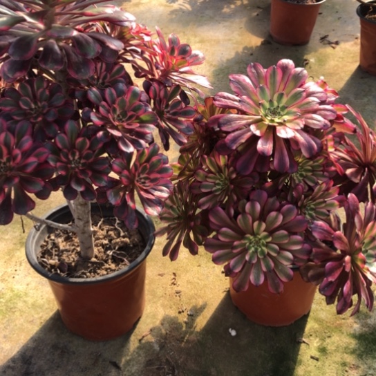 法师多肉植物L****画法师785