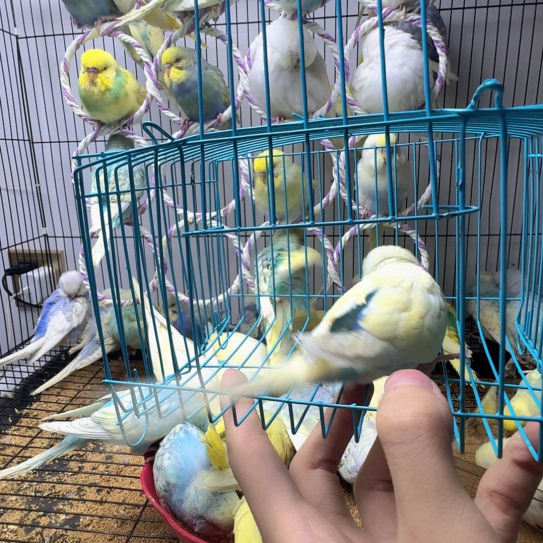 虎皮鹦鹉一只金彩