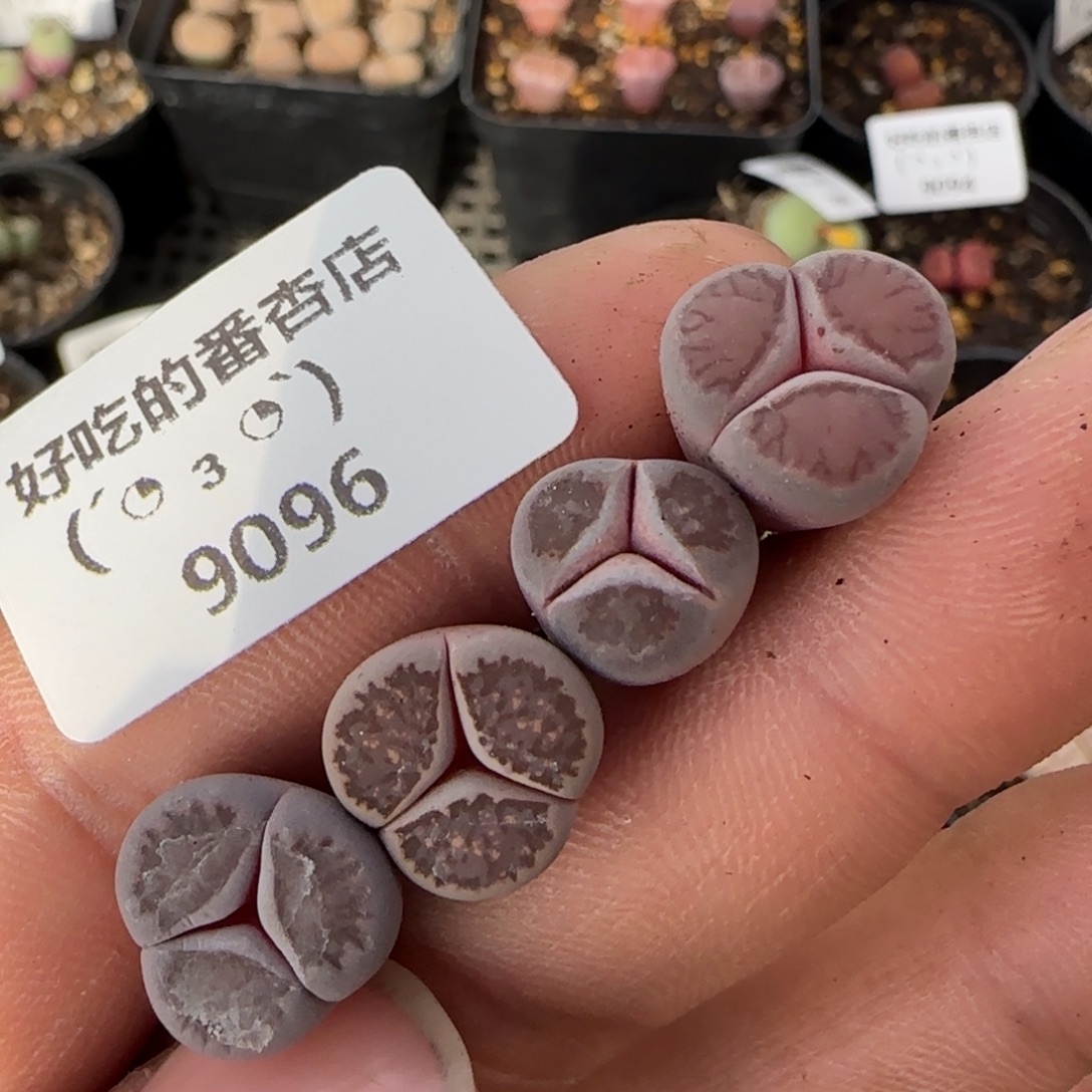 9096。默认脱土。18包邮。偏远88包邮