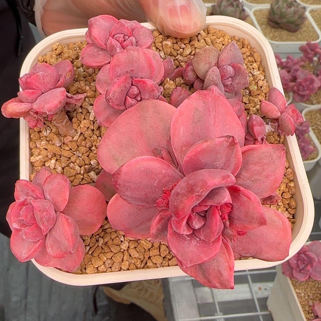 从前慢花园精选彩虹糖锦