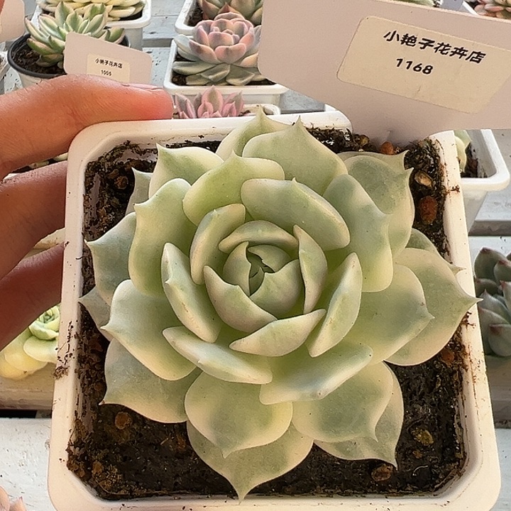1168号露娜莲锦多肉