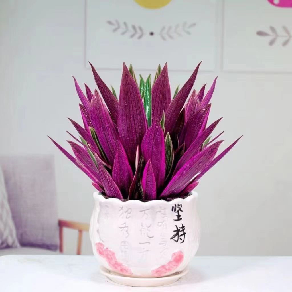 紫露兰盆栽绿植室内桌面植物净化空气吸甲醛水培土培绿植盆栽室内