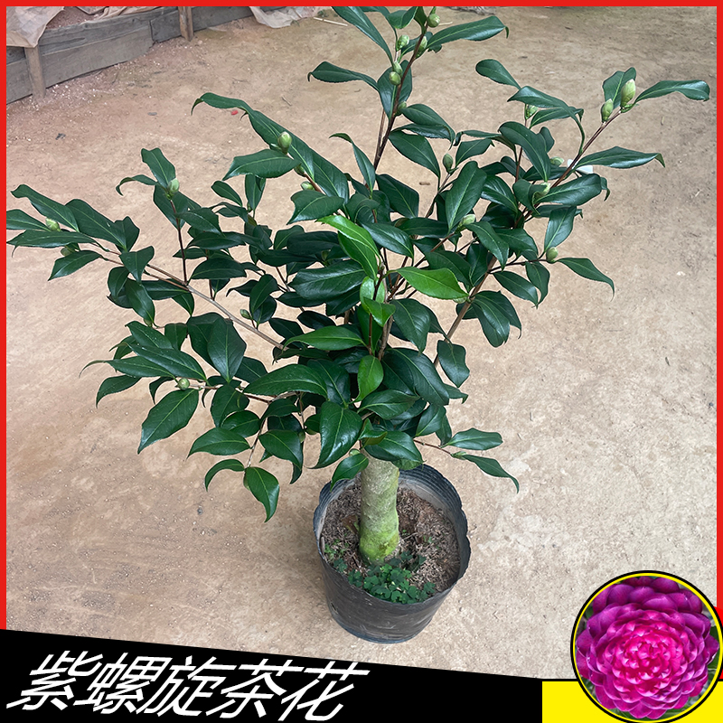 小陈，紫螺旋280山茶花树苗观赏花卉绿叶植物庭院阳台客厅好养盆栽