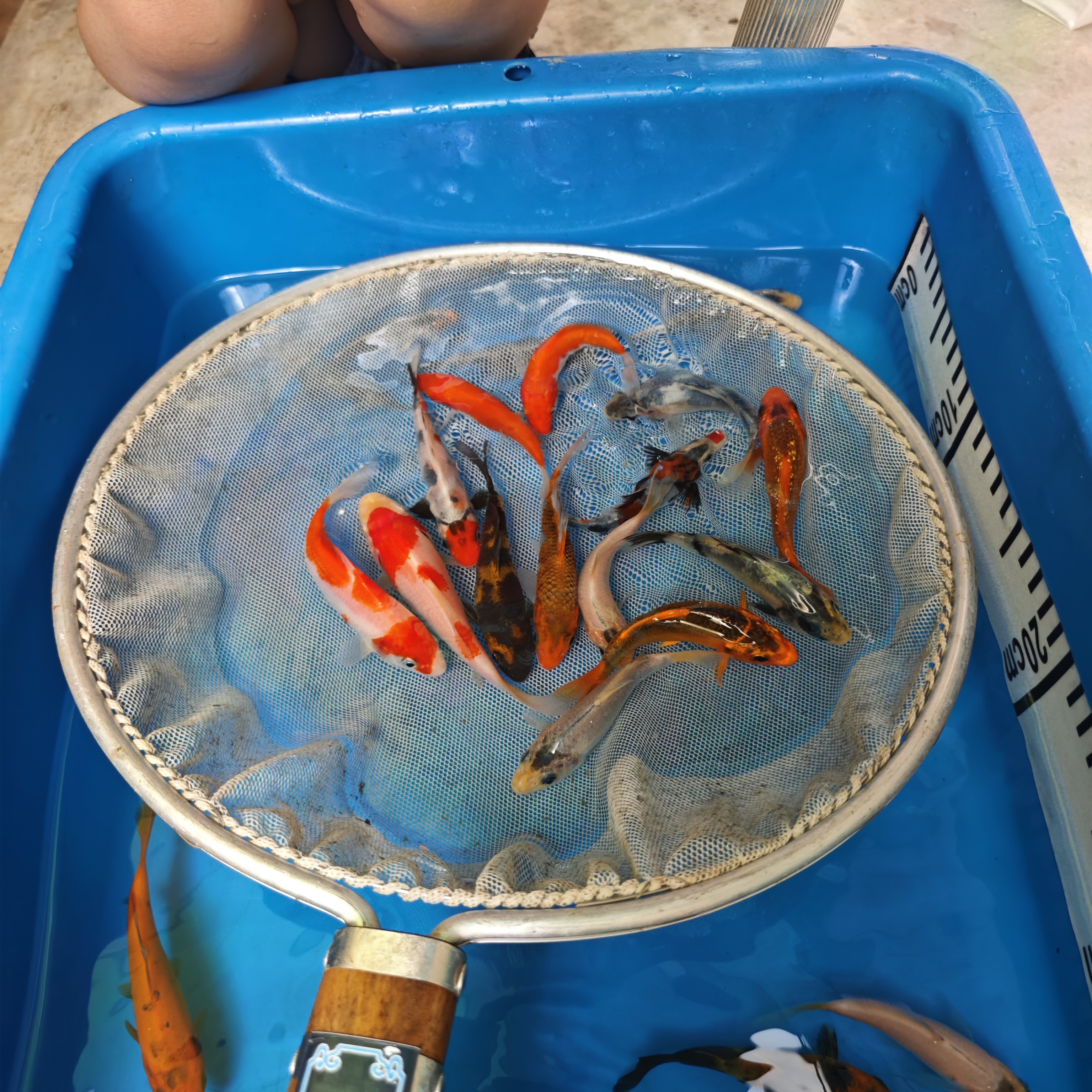 【准三选锦鲤鱼鱼观赏鱼】红白大正昭和白写绯写芥子茶鲤浅黄